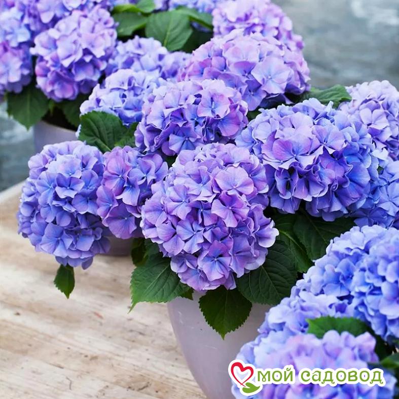 Гортензия крупнолистная Блауэр Цверг ЗКС