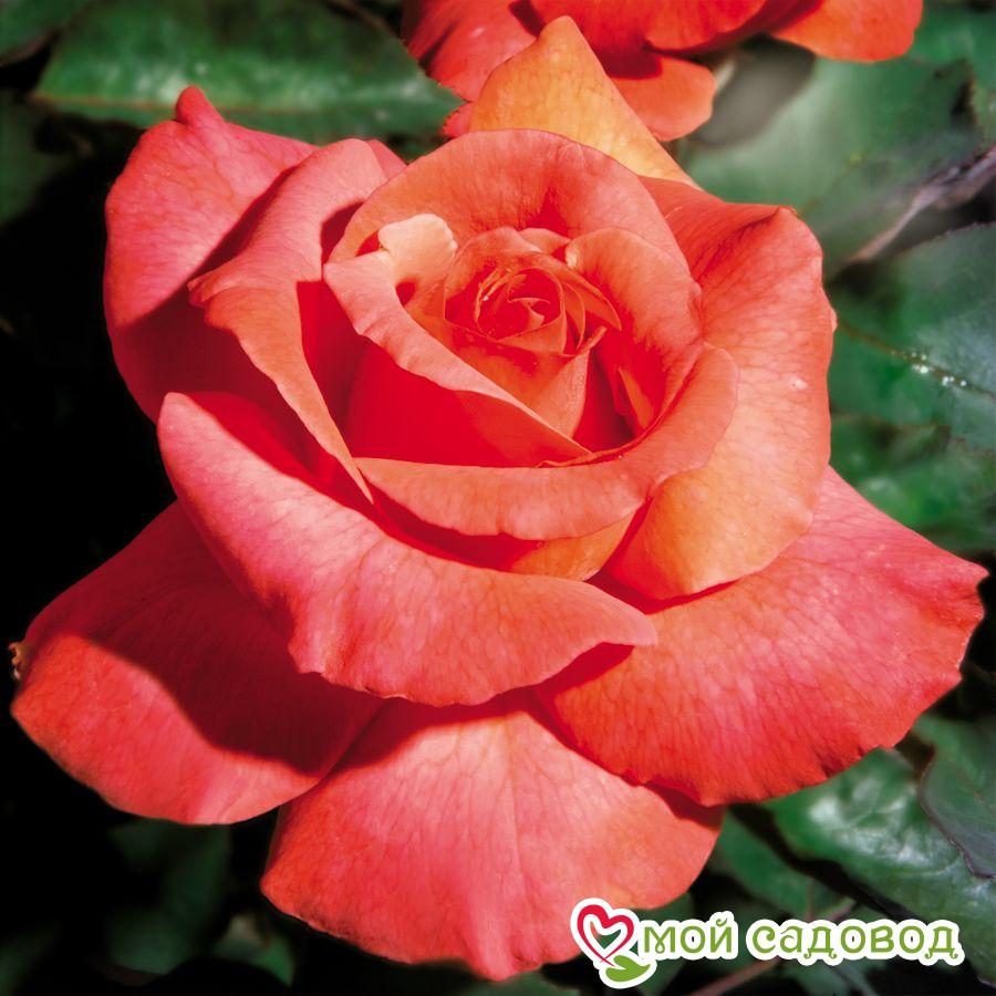 Роза чайно-гибридная Леонидас