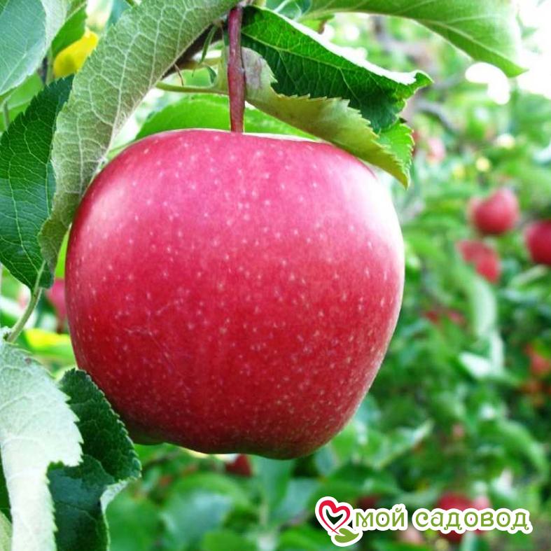 Яблоня Слава Победителям