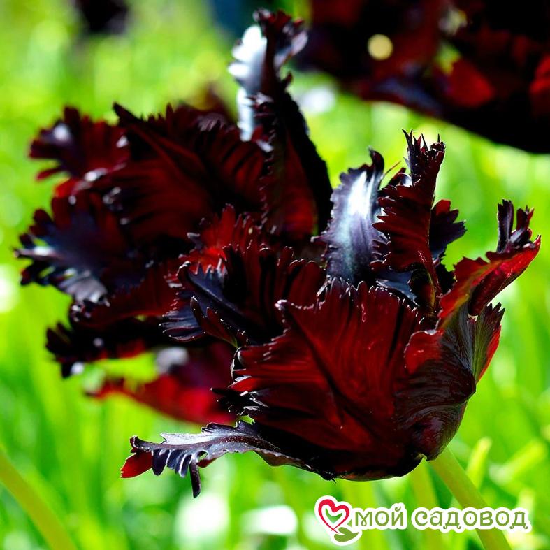 Тюльпан попугайный Блэк Пэррот