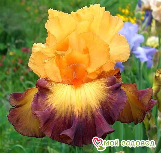 ИРИС ГЕРМАНСКИЙ ОЛЛ ЗЕТ ДЖАЗ