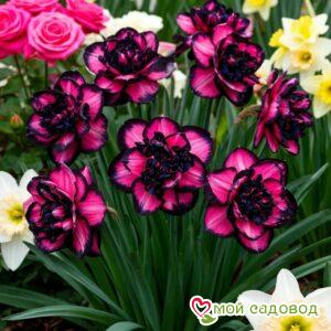 Нарцисс Золотая Корона