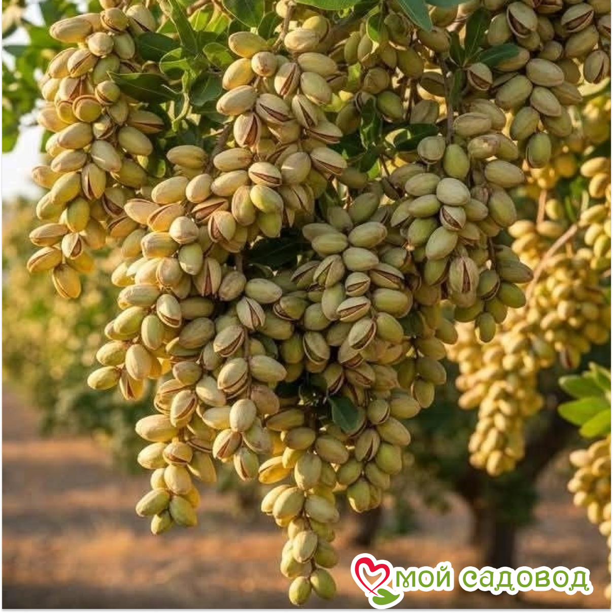 Новинки Миндаля 2026!